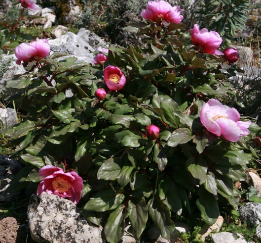 Peonia dalla sardegna -  Paeonia morisii